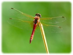 Libelle
