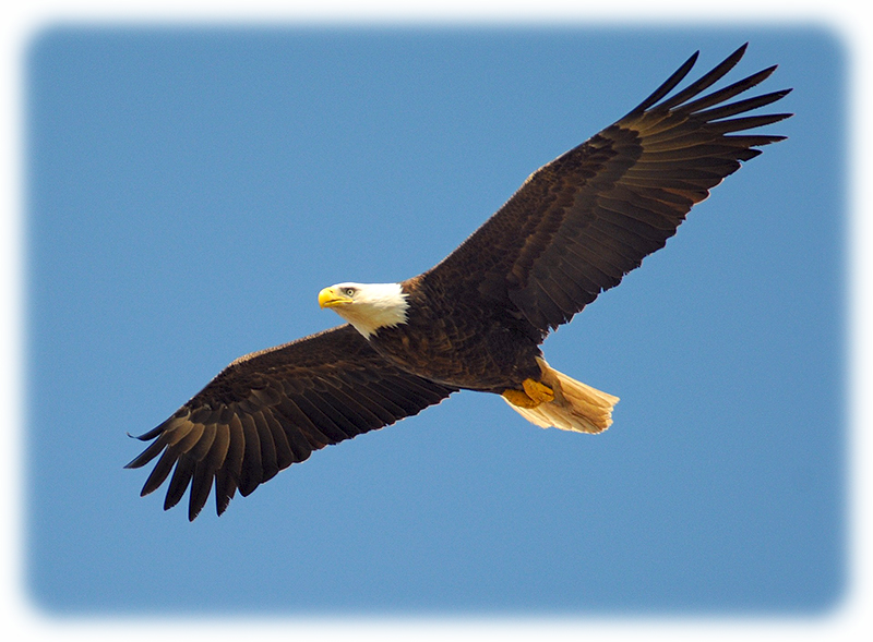 Adler