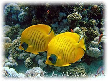 Falterfische