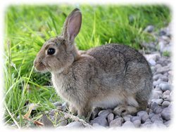 Kaninchen