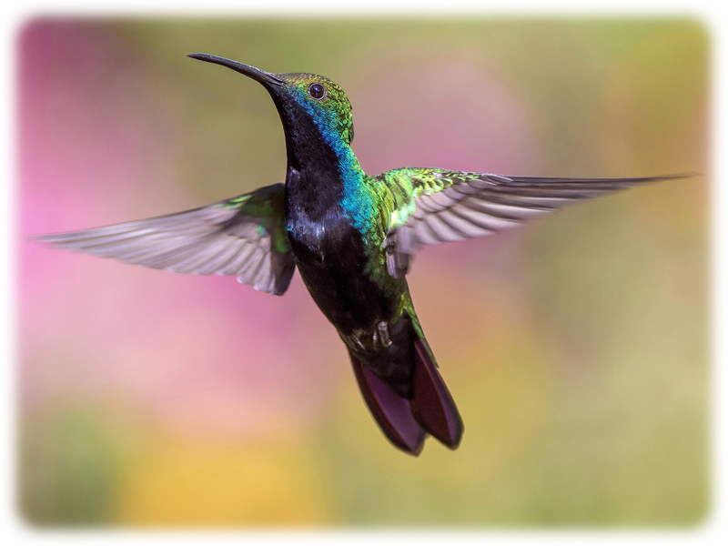 Krafttier Kolibri