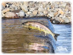 Lachs