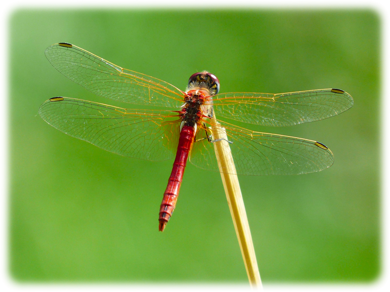 Krafttier Libelle
