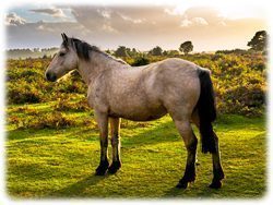 Pferd