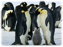 Pinguin