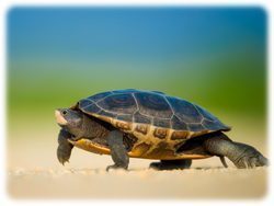 Schildkröte