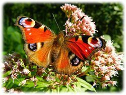 Schmetterling