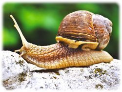 Schnecke