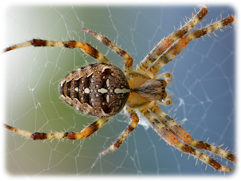 Krafttier Spinne