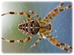 Spinne