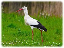 Storch