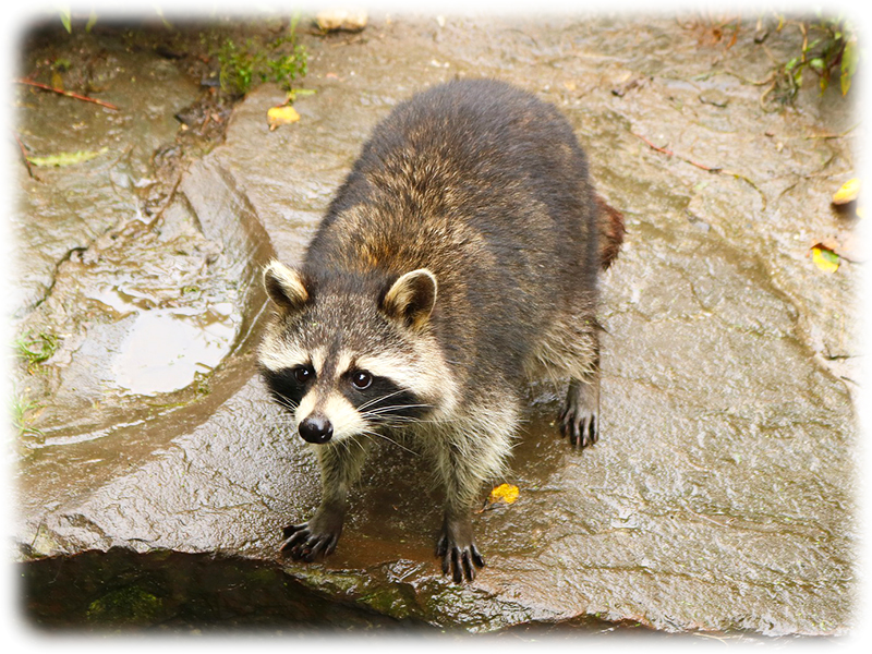 Krafttier Waschbär