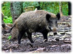 Wildschwein