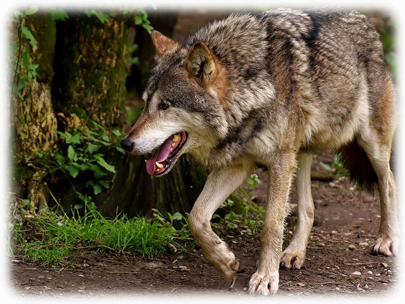 Krafttier Wolf