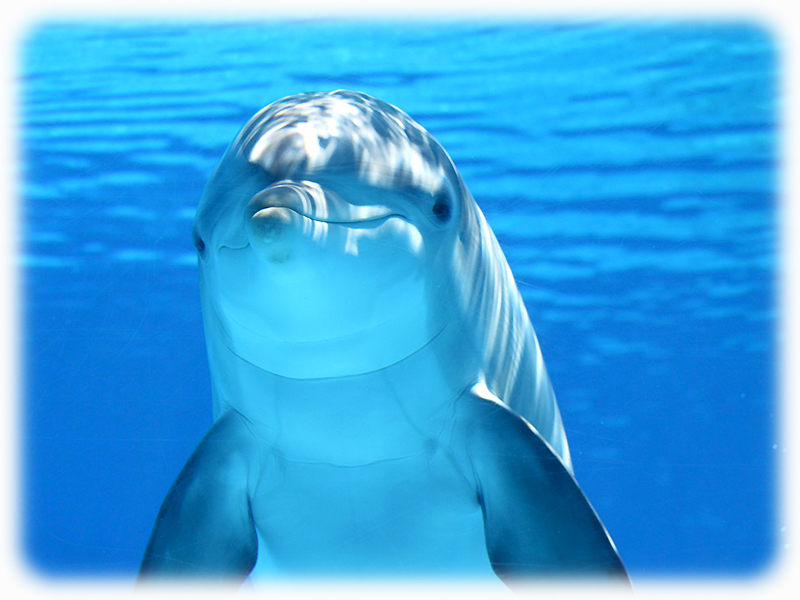 Krafttier Delfin