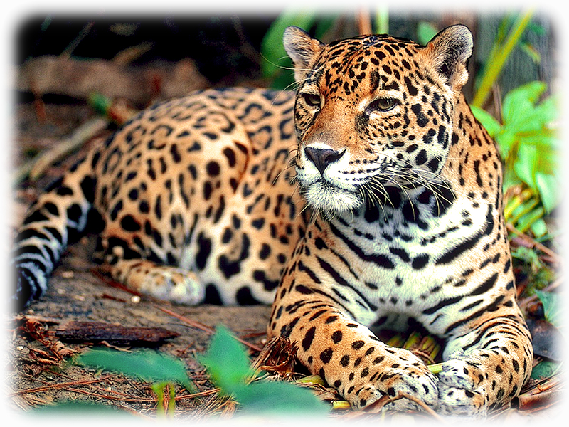 Krafttier Jaguar