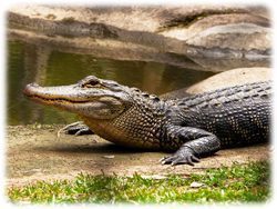 Krokodil