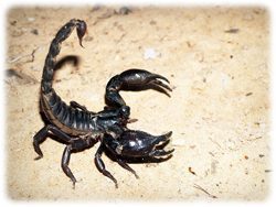 Skorpion
