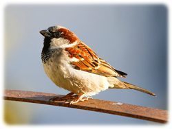 Spatz