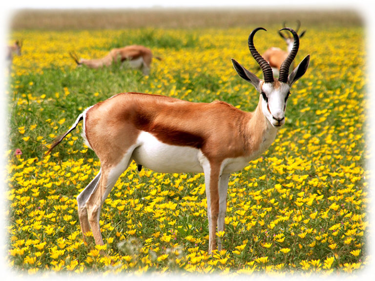 Antilope