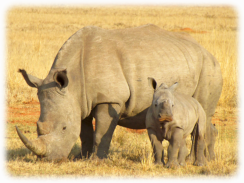 Krafttier Nashorn