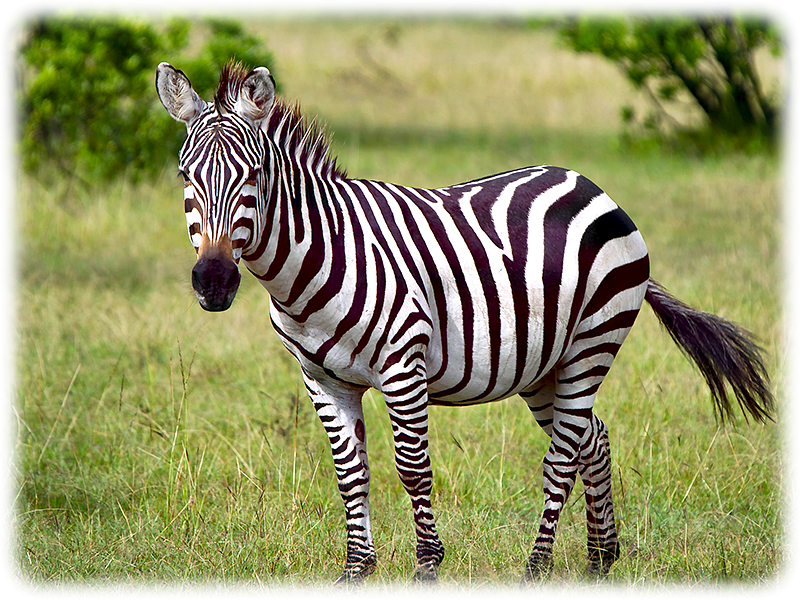 Krafttier Zebra Krafttier Zebra