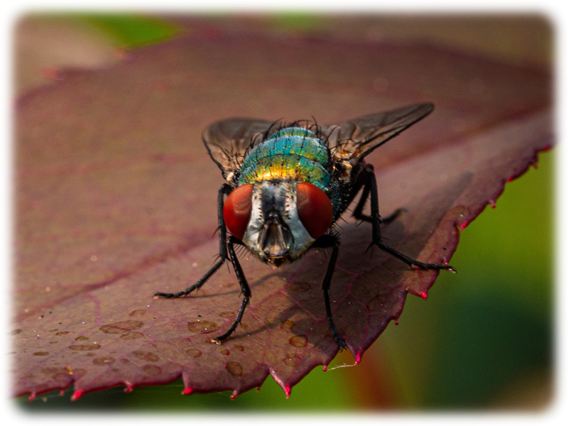 Krafttier Fliege