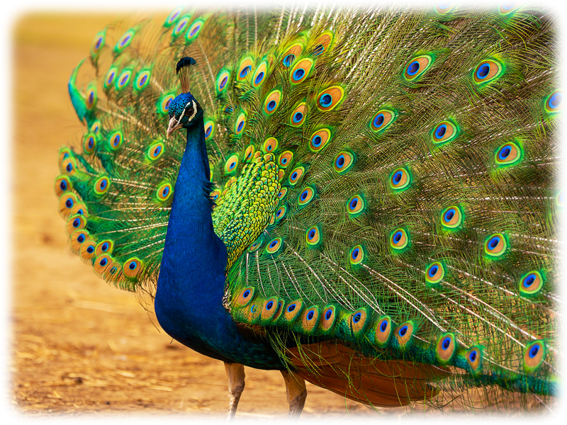 Krafttier Pfau