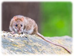 Ratte