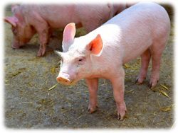 Schwein