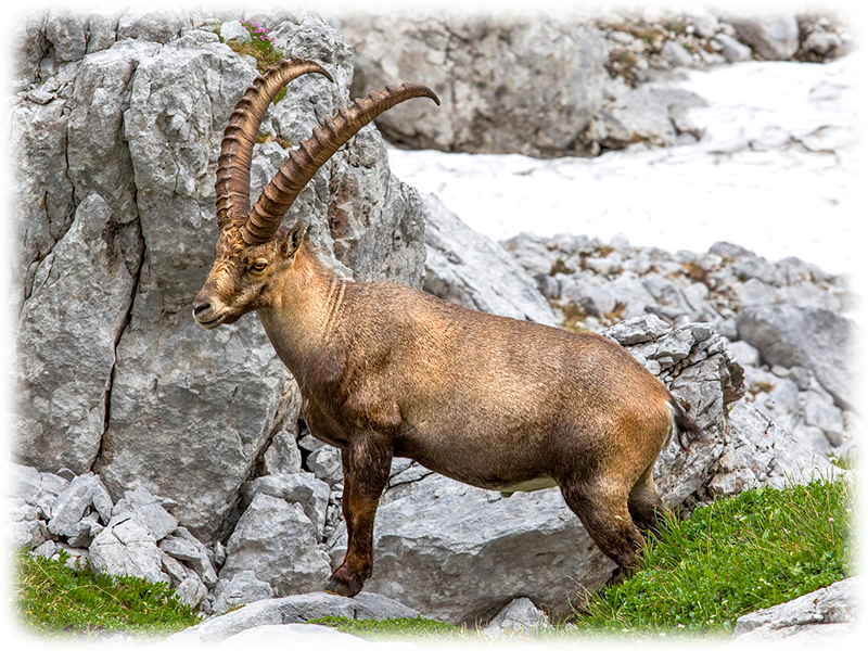 Krafttier Steinbock