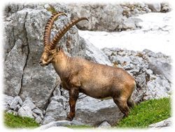 Steinbock