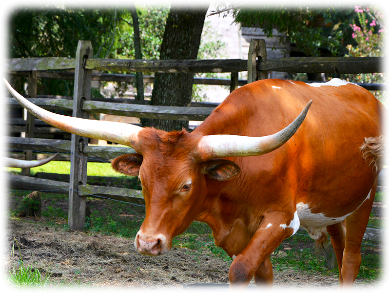 Krafttier Stier